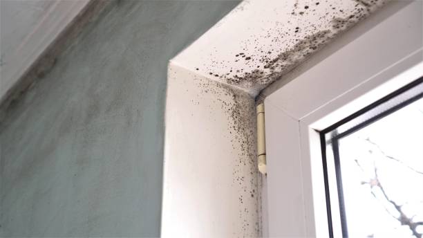 Why You Should Choose Our Mold Remediation Services in Clifton Heights, PA